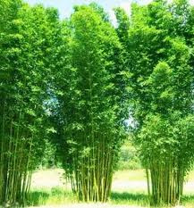 Bamboo Slender Weaver 7G []